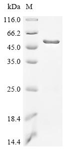 Recombinant Escherichia coli Trifunctional NAD biosynthesis/regulator protein NadR (nadR)