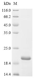 Recombinant Escherichia coli Protein rof (rof)