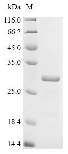 Recombinant Human E3 ubiquitin-protein ligase RNF43 (RNF43), partial