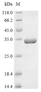 Recombinant Human Signal-induced proliferation-associated 1-like protein 2 (SIPA1L2), partial