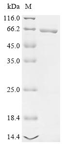 Recombinant Clostridioides difficile Toxin B (toxB), partial