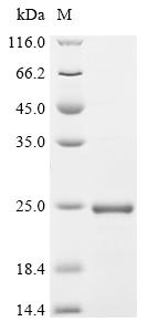 Recombinant Bovine Interleukin-3 (IL3)