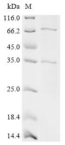 Recombinant Streptococcus pneumoniae serotype 4 Pneumococcal vaccine antigen A (pvaA)