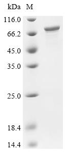 Recombinant Mouse Paraspeckle component 1 (Pspc1)