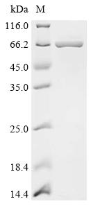 Recombinant Bacillus subtilis Putative flagellin YvzB (yvzB), Biotinylated