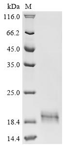 Recombinant Leptospira interrogans serogroup Icterohaemorrhagiae serovar Lai Flagellar filament 35 kDa core protein (flaB), Partial
