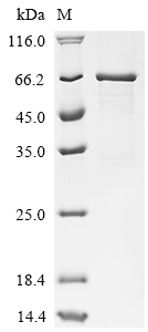 Recombinant Mouse Nuclear factor interleukin-3-regulated protein (Nfil3)