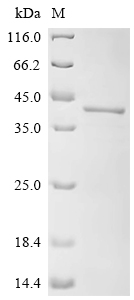 Recombinant Mouse Tumor necrosis factor receptor type 1-associated DEATH domain protein (Tradd)