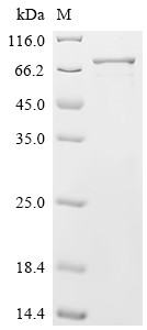 Recombinant Human GRB10-interacting GYF protein 2 (GIGYF2), partial