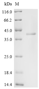 Recombinant Mouse XIAP-associated factor 1 (Xaf1)