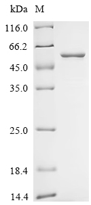 Recombinant Mesomycoplasma hyopneumoniae 46 kDa surface antigen (p46)