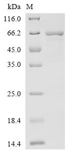 Recombinant Klebsiella pneumoniae subsp. pneumoniae Chaperonin GroEL (groEL)