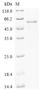 Recombinant Human Butyrophilin-like protein 2 (BTNL2), partial