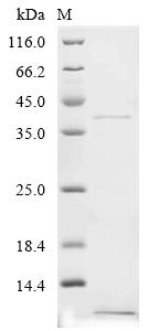 Recombinant Potato leafroll virus Protein P1, partial