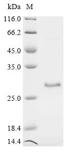 Recombinant Bovine Vascular endothelial growth factor A (VEGFA)