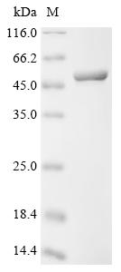 Recombinant Human Phosphoglycerate kinase 1 (PGK1)