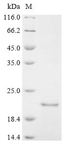 Recombinant Mouse Mitofusin-2 (Mfn2), partial