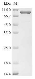 Recombinant Mesomycoplasma hyopneumoniae 46 kDa surface antigen (p46), Biotinylated