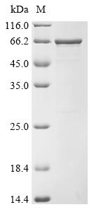 Recombinant Brucella suis biovar 1 Histidinol dehydrogenase (hisD) (C366S)