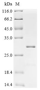 Recombinant Human Membrane-associated progesterone receptor component 2 (PGRMC2), Partial