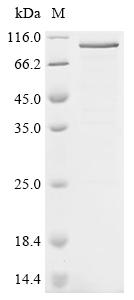Recombinant Mouse Nuclear factor erythroid 2-related factor 2 (Nfe2l2)