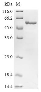 Recombinant Human Peroxisome proliferator-activated receptor delta (PPARD), partial