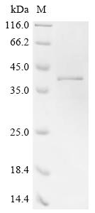 Recombinant Escherichia coli Large ribosomal subunit protein uL2 (rplB)