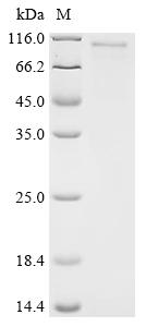 Recombinant Human Glycosyltransferase-like protein LARGE1 (LARGE), partial