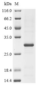 Recombinant Dermatophagoides pteronyssinus Mite allergen Der p 3 (DERP3)
