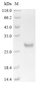 Recombinant Staphylococcus epidermidis Extracellular cysteine protease (ecpA)