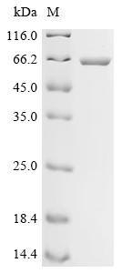 Recombinant Synechococcus elongatus Circadian clock protein kinase kaiC (kaiC)