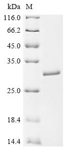 Recombinant Human Kinesin-like protein KIF26B (KIF26B), partial