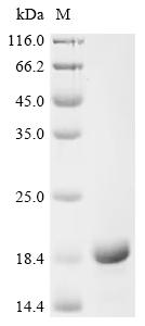 Recombinant Human Protein S100-P (S100P)