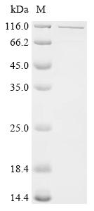 Recombinant Human REST corepressor 1 (RCOR1), partial, Biotinylated