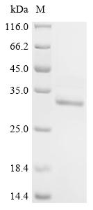 Recombinant Pig High mobility group protein B1 (HMGB1)