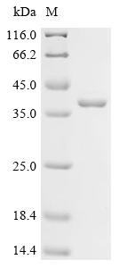 Recombinant Synechococcus elongatus Circadian clock oscillator protein KaiA (kaiA)
