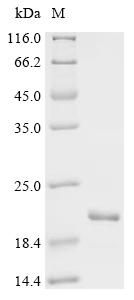 Recombinant Synechococcus elongatus Circadian clock oscillator protein KaiB (kaiB)