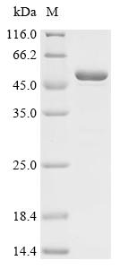 Recombinant Mouse Matrix metalloproteinase-20 (Mmp20)