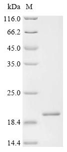 Recombinant Ehrlichia chaffeensis Co-chaperonin GroES (groES)