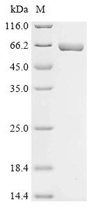 Recombinant Citrobacter koseri Ribulokinase (araB)