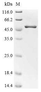 Recombinant Pseudomonas sp. Formate dehydrogenase