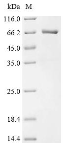 Recombinant Mouse Tyrosine-protein kinase Srms (Srms)