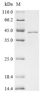 Recombinant Mumps virus Hemagglutinin-neuraminidase (HN), partial, Biotinylated