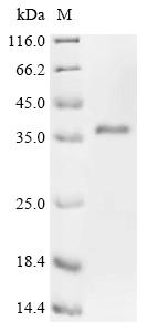 Recombinant Rat Low-density lipoprotein receptor-related protein 2 (Lrp2), partial