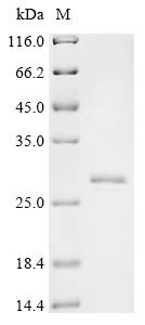 Recombinant Mouse Synaptosomal-associated protein 25 (Snap25)