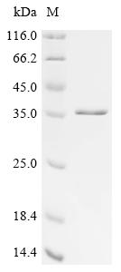 Recombinant BK polyomavirus Large T antigen, partial, Biotinylated
