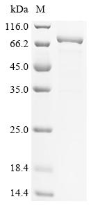 Recombinant Human Myosin-6 (MYH6), partial, Biotinylated