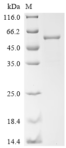 Recombinant Human Eukaryotic translation initiation factor 3 subunit E (EIF3E)