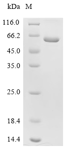 Recombinant Human Taste receptor type 1 member 2 (TAS1R2), partial