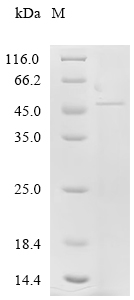 Recombinant Human Helicase POLQ-like (HELQ), partial